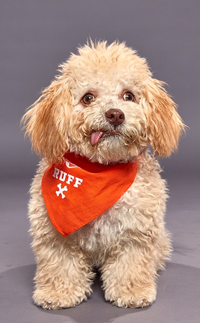 Puppy Bowl XVI